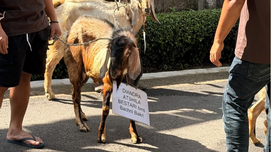 Qurban 2026, SMA Labschool Cibubur, Sekolah Juara